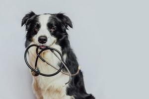 Puppy dog border collie holding stethoscope in mouth isolated on white background. Purebred pet dog on reception at veterinary doctor in vet clinic. Pet health care and animals concept. photo