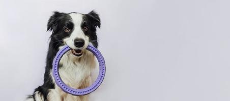 Pet activity. Funny puppy dog border collie holding puller ring toy in mouth isolated on white background. Purebred pet dog wants to play with owner. Love for pets friendship companion concept, banner