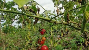 4k um monte de tomates vermelhos frutificando no jardim verde para agricultura, jardinagem, horticultura e fruticultura, vegetariano video