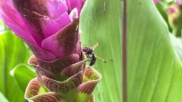 Cámara lenta de 4k, tulipanes rosados, avispones voladores, hermoso paisaje natural adecuado para macizos de flores, agricultura, ecosistemas, vida de insectos video
