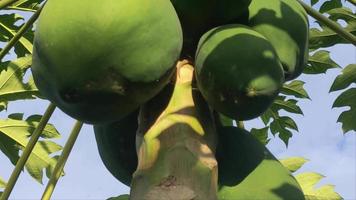 4k green papaya fruit on papaya tree Panning from the bottom up on the trunk Suitable for agriculture, cooking, papaya salad, Thai food video