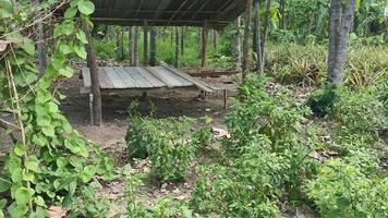 4k A tenda de um jardineiro, ou cabana, é feita de muita madeira. no meio do pomar de vegetais, propício para a agricultura, relaxamento, curtindo a natureza. construção de alojamento temporário video