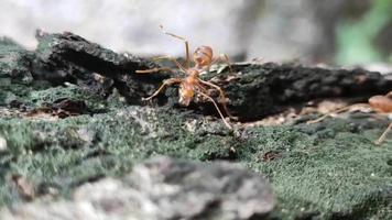 4k enjambres de hormigas rojas caminando juntas buscando comida, armonía, comunicación, adecuadas para procesos de trabajo, cooperación, transporte video