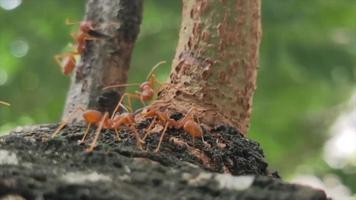 4k zwermen rode mieren die samen wandelen op zoek naar voedsel, harmonie, communicatie, geschikt voor werkprocessen, samenwerking, transport