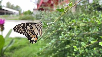 Cámara lenta de 4k, mariposa grande, rayas blancas y negras, aferrándose a una rama, buscando comida, la forma natural de vida de los insectos, adecuada para la naturaleza de los insectos
