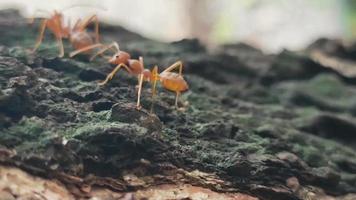 4k essaims de fourmis rouges marchant ensemble à la recherche de nourriture, d'harmonie, de communication, adaptés aux processus de travail, à la coopération, au transport video