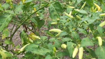 4k chiliplantor har mycket grön frukt. odling i grönsaksträdgården lämplig för jordbruk plantering av träd, grönsaksodling video