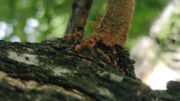 4k svärmar av röda myror som går tillsammans och söker efter mat, harmoni, kommunikation, lämplig för arbetsprocesser, samarbete, transport video
