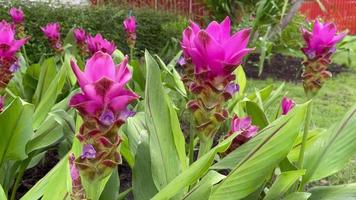 4k, Gruppen von rosa Tulpen, fliegende Insekten, schöne Naturlandschaft, geeignet für Blumenbeete, Landwirtschaft, Blumenhintergründe video