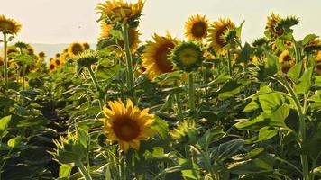 Blühende Sonnenblumen in einem Feldvideo video