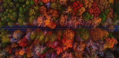 aerial view of colorful trees in a neighborhood before sunset photo