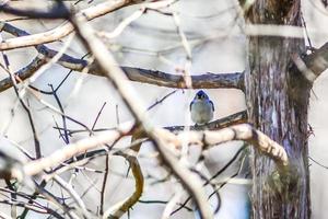 Marsh Tit chickadee resting on a tree branch photo