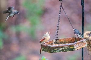 backyard birds around bird feeder photo