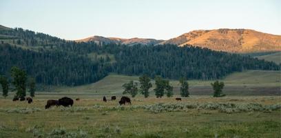 Bison graze in Lamar Valleyat Yellowstone National photo