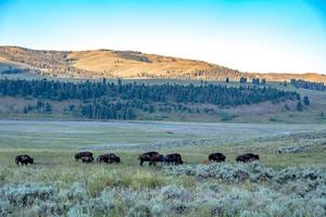 Bison graze in Lamar Valleyat Yellowstone National photo