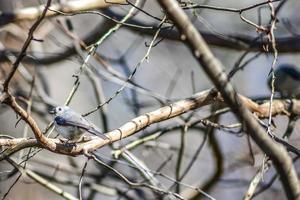 Marsh Tit chickadee resting on a tree branch photo