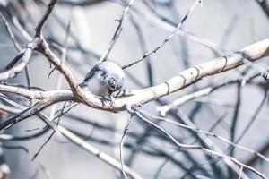 marsh tit carbonero descansando sobre una rama de árbol foto