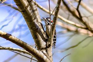 A male downy woodpecker perched on a tree trunk. photo