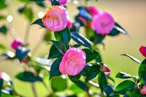 Pink camelia flowers growing in the home garden, close up shot photo