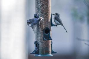 backyard birds around bird feeder photo