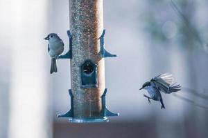 backyard birds around bird feeder photo