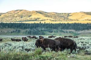 Bison graze in Lamar Valleyat Yellowstone National photo