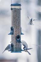 pájaros alimentándose y jugando en el comedero foto