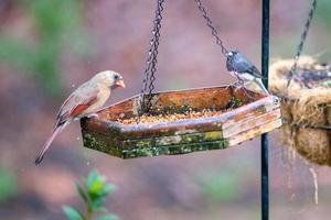 backyard birds around bird feeder photo