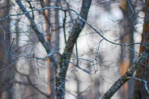 morning forest tree branches bokeh photo