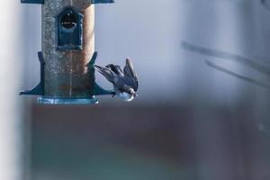 backyard birds around bird feeder photo