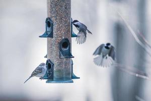 pájaros alimentándose y jugando en el comedero foto