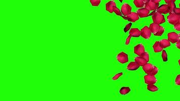 Rosenblatt, das von der rechten Seite fällt, Chroma-Key-Grünbildschirm, Luma-Mattschwarz-Weiß-Auswahl