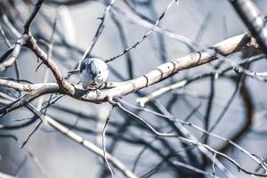Marsh Tit chickadee resting on a tree branch photo