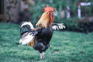 big beautiful colorful rooster in backyard stretching photo