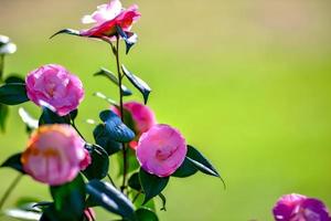 Pink camelia flowers growing in the home garden, close up shot photo