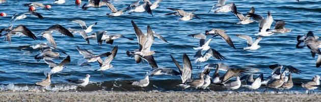 gran bandada de gaviotas en la playa en rhode island foto