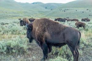 Bison graze in Lamar Valleyat Yellowstone National photo