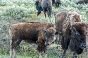 Bison graze in Lamar Valleyat Yellowstone National photo