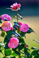 Pink camelia flowers growing in the home garden, close up shot photo