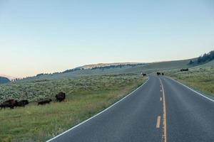 Bison graze in Lamar Valleyat Yellowstone National photo