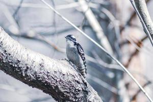 A male downy woodpecker perched on a tree trunk. photo