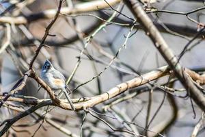 Marsh Tit chickadee resting on a tree branch photo