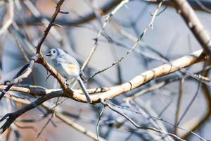 Marsh Tit chickadee resting on a tree branch photo