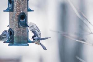 birds feeding and playing at the feeder photo