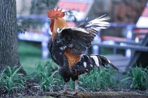 big beautiful colorful rooster in backyard stretching photo