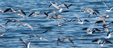large flock of seagulls on the beach in rhode island photo