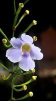 Thunbergia grandiflora es una enredadera perenne de hoja perenne. conocido como bengala clockvine, bengala trumpet, blue skyflower, blue thunbergia, blue trumpetvine, clockvine, skyflower y skyvine. flor morada azul foto