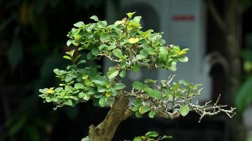 primer plano de plantas bonsai. bonsai es una versión japonesa del penjing o penzai del arte tradicional chino original. árbol pequeño. foto