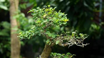 primer plano de plantas bonsai. bonsai es una versión japonesa del penjing o penzai del arte tradicional chino original. árbol pequeño. foto