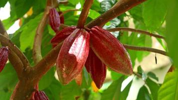 Red cocoa pod on tree in the field. Cocoa or Theobroma cacao L is a cultivated tree in plantations originating from South America, but is now grown in various tropical areas. Java, Indonesia. photo